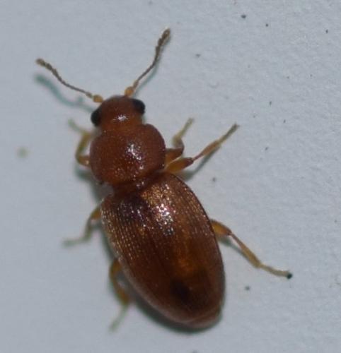 Corticarina sp.